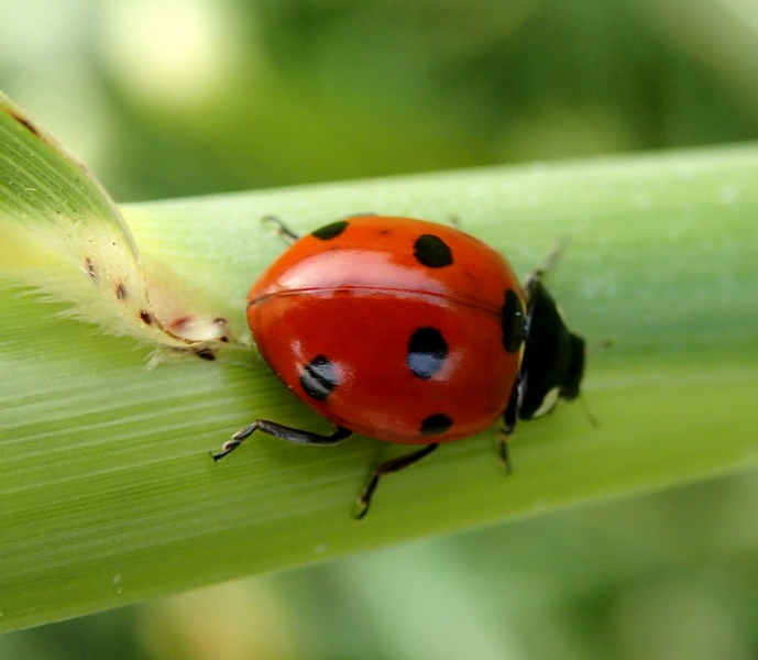 coccinella septempunctata